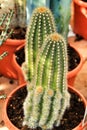 Trichocereus huascha cactus plant