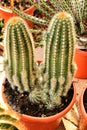 Trichocereus huascha cactus plant Royalty Free Stock Photo