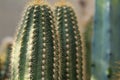 Trichocereus huascha cactus plant Royalty Free Stock Photo