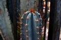 TRICHOCEREUS MACROGONUS, Echinopsis masgodopa