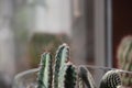 Trichocereus pasacana cactus plant with prickle at home to grow. Royalty Free Stock Photo