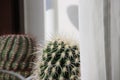 Trichocereus pasacana cactus plant with prickle at home to grow. Royalty Free Stock Photo