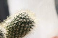 Trichocereus pasacana cactus plant with prickles at home.