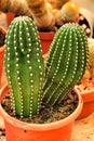 Trichocereus Sp cactus plant Royalty Free Stock Photo