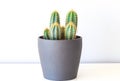 Trichocereus Spachianus cactus in ornamental flowerpot Royalty Free Stock Photo