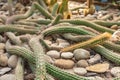 Trichocereus Strigosus Native From Chile Royalty Free Stock Photo