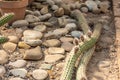 Trichocereus Strigosus Native From Chile Royalty Free Stock Photo