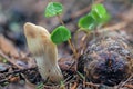 The Trichoderma alutaceum is an inedible mushroom