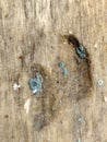 Trichoderma growing on rotting wood Royalty Free Stock Photo