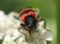 Trichodes apiarius to collect pollen