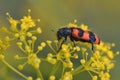 Trichodes beetle, Greece Royalty Free Stock Photo