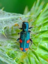 (Trichodes quadriguttatus), mottled beetle on a thistle leaf Royalty Free Stock Photo