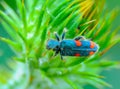 (Trichodes quadriguttatus), mottled beetle on a thistle leaf Royalty Free Stock Photo