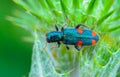 (Trichodes quadriguttatus), mottled beetle on a thistle leaf Royalty Free Stock Photo