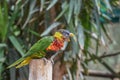 Trichoglossus ornatus, Pragt lori, Ornate lorikeet with blue crown, forehead and band from eye to ear coverts and red throat and Royalty Free Stock Photo