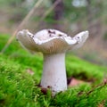 Tricholoma album mushroom