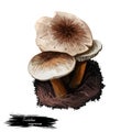 Tricholoma argyraceum grey-capped mushroom of Tricholoma. Edible mushroom closeup digital art illustration. Boletus cap ande body