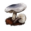 Tricholoma atrosquamosume dark-scaled knight, edible gilled mushroom closeup digital art illustration. Boletus cap ande
