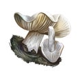 Tricholoma columbetta dove-coloured tricholoma, edible mushroom of Tricholoma. Boletus cap ande body. Mushrooming season Royalty Free Stock Photo