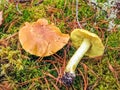 Tricholoma equestre or Tricholoma flavovirens, also known as Man on horseback or Yellow knight