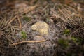 Tricholoma equestre growing in the sandy ground Royalty Free Stock Photo