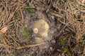 Tricholoma equestre growing in the sandy ground