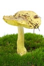 Tricholoma Flavovirens agaric