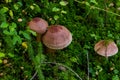 Tricholoma imbricatum, Matt knight mushroom in the autumn forest