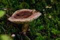 Tricholoma imbricatum, Matt knight mushroom in the autumn forest