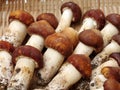 Tricholoma matsutake