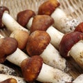 Tricholoma matsutake