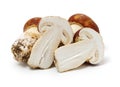 Tricholoma matsutake Royalty Free Stock Photo