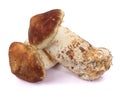 Tricholoma matsutake Royalty Free Stock Photo