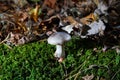 Tricholoma portentosum charbonnier or sooty head grey-capped edible mushroom of Tricholoma.