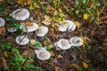 Tricholoma portentosum