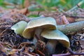 Tricholoma saponaceum mushroom