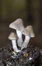 Tricholoma scalpturatum is a species of agaric fungus in the family Tricholomataceae