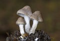 Tricholoma scalpturatum is a species of agaric fungus in the family Tricholomataceae