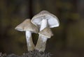 Tricholoma scalpturatum is a species of agaric fungus in the family Tricholomataceae