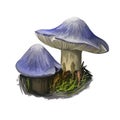 Tricholoma terreum grey knight or dirty tricholoma, grey-capped mushroom closeup digital art illustration. Mushrooming
