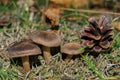 Tricholoma triste mushrooms and pine cone in pine forest. Mushrooms close up. Soft selective focus. Royalty Free Stock Photo