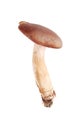 Tricholoma ustaloides mushroom