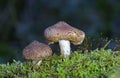 The wonderful mushrooms Tricholoma vaccinum