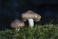 The wonderful mushrooms Tricholoma vaccinum