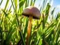 Tricholomataceae mushroom