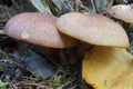 Tricholomopsis rutilans mushrooms