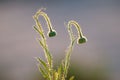 Trichomes on the stem of a wildflower with a bud, Calden forest,