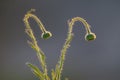 Trichomes on the stem of a wildflower with a bud, Calden forest,