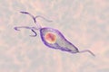 Trichomonas vaginalis protozoan