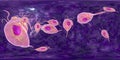 Trichomonas vaginalis protozoan, 360-degree spherical panorama Royalty Free Stock Photo